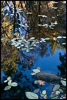 Creek with trees in autumn color reflected. Yosemite National Park, California, USA. (color)