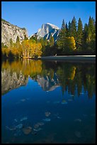 Fallen leaves, Merced River, and Half-Dome reflections. Yosemite National Park, California, USA.