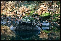 Ferms, mossy boulders, and reflections. Yosemite National Park, California, USA. (color)