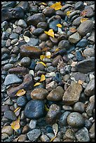 Pebbles and fallen leaves. Yosemite National Park, California, USA. (color)