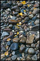Pebbles and fallen leaves. Yosemite National Park, California, USA. (color)