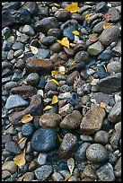 Pebbles and fallen leaves. Yosemite National Park, California, USA.