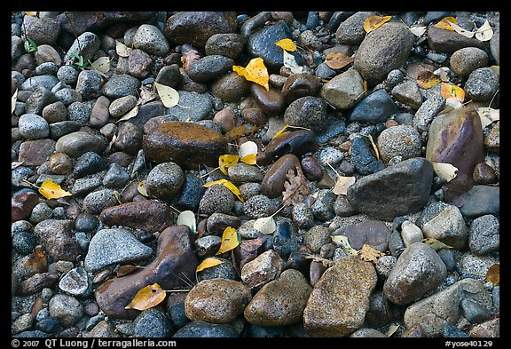 Autumn leaves and pebbles. Yosemite National Park, California, USA.