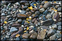 Autumn leaves and pebbles. Yosemite National Park ( color)
