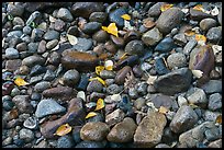 Autumn leaves and pebbles. Yosemite National Park, California, USA.