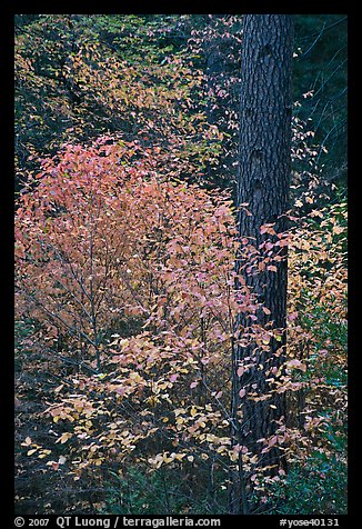 Dogwoods in autum foliage and trunk. Yosemite National Park (color)