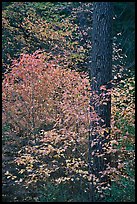 Dogwoods in autum foliage and trunk. Yosemite National Park, California, USA. (color)