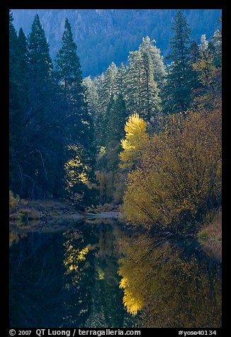 Sunlit autumn tree, Merced River. Yosemite National Park (color)