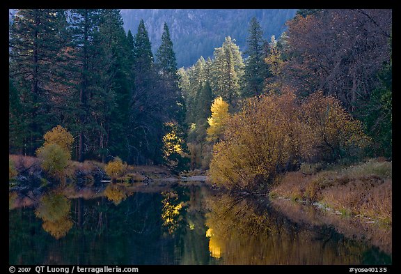 Bright autumn tree, Merced River. Yosemite National Park (color)