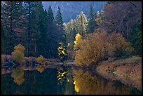 Bright autumn tree, Merced River. Yosemite National Park, California, USA. (color)