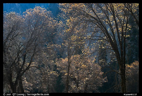 Backlit oak trees with sparse leaves, El Capitan Meadow. Yosemite National Park (color)