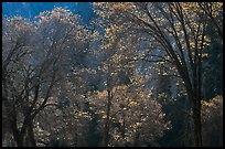 Backlit oak trees with sparse leaves, El Capitan Meadow. Yosemite National Park ( color)