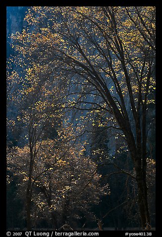 Oak trees and dark cliff, El Capitan Meadow. Yosemite National Park (color)