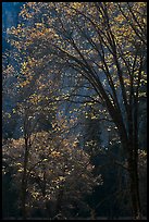 Oak trees and dark cliff, El Capitan Meadow. Yosemite National Park, California, USA.