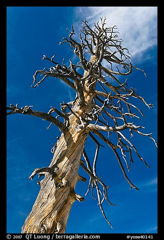 Dead Lodgepole Pine. Yosemite National Park (color)