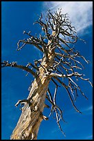 Dead Lodgepole Pine. Yosemite National Park, California, USA.