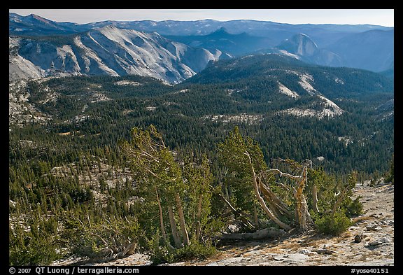Wind-curved trees, Clouds Rest and Half-Dome from Mount Hoffman. Yosemite National Park (color)