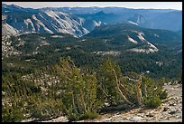 Wind-curved trees, Clouds Rest and Half-Dome from Mount Hoffman. Yosemite National Park, California, USA. (color)