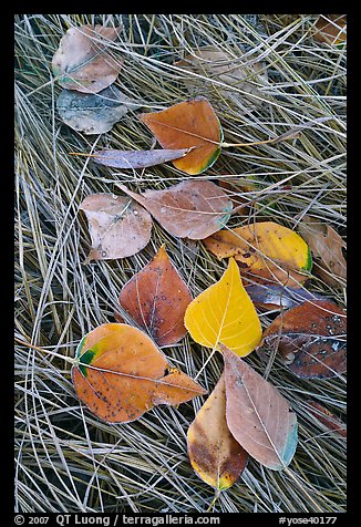 Frosted aspen leaves and grass. Yosemite National Park, California, USA.