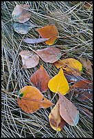 Frosted aspen leaves and grass. Yosemite National Park ( color)