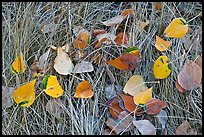 Leaves and grass with frost. Yosemite National Park, California, USA.