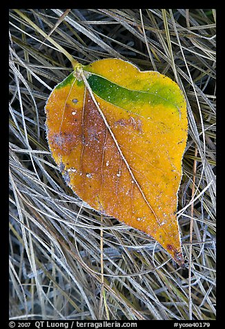 Close-up of Frosted aspen leaf. Yosemite National Park, California, USA.