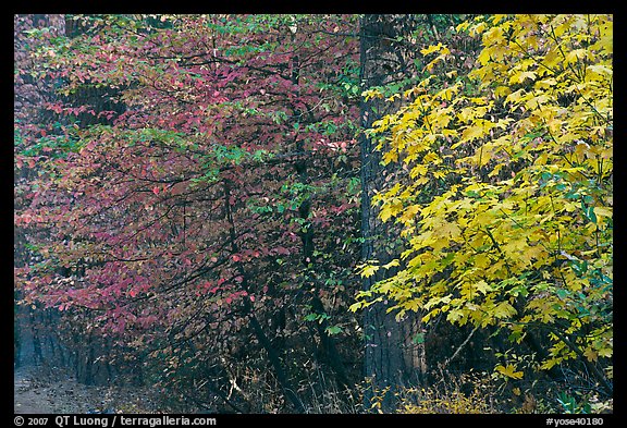 Dogwood and bigleaf Maple in autumn foliage. Yosemite National Park (color)