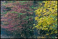 Dogwood and bigleaf Maple in autumn foliage. Yosemite National Park, California, USA. (color)