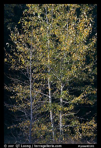 Backlit aspen. Yosemite National Park, California, USA.