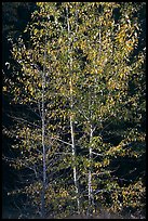 Backlit aspen. Yosemite National Park, California, USA.