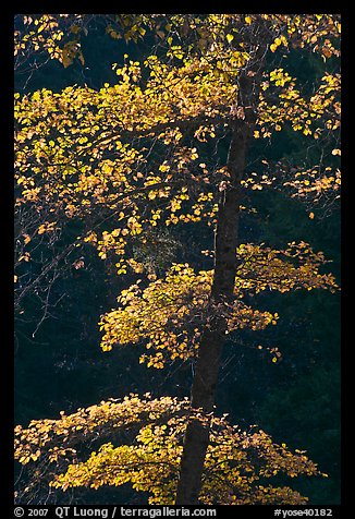 Backlit tree with autum leaves. Yosemite National Park, California, USA.