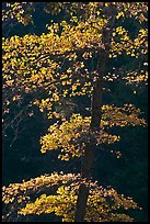 Backlit tree with autum leaves. Yosemite National Park, California, USA.