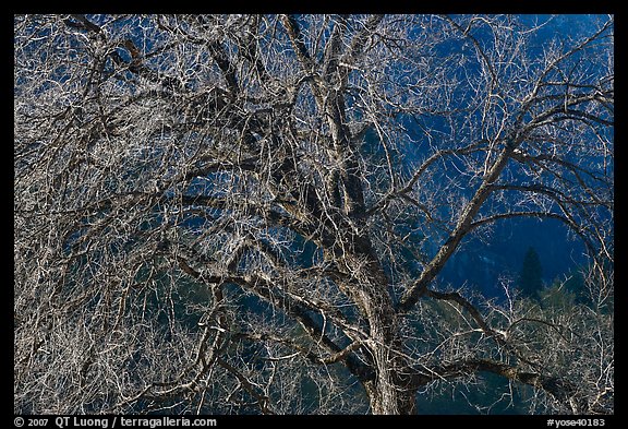 Elm tree and cliffs, morning. Yosemite National Park (color)