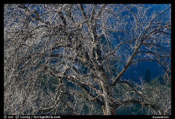 Elm tree and cliffs, morning. Yosemite National Park, California, USA.