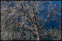 Elm tree and cliffs, morning. Yosemite National Park, California, USA. (color)