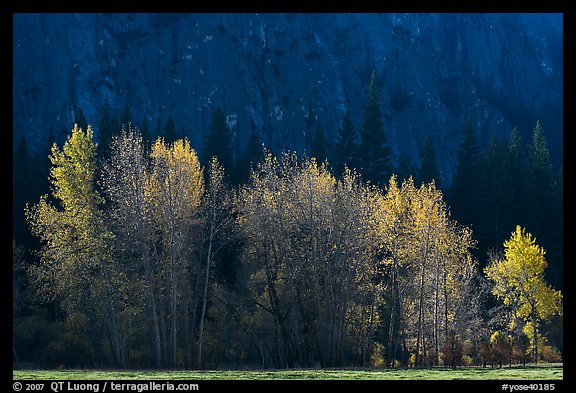 Trees with sparse autumn leaves, Sentinel Meadow. Yosemite National Park, California, USA.