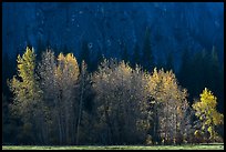 Trees with sparse autumn leaves, Sentinel Meadow. Yosemite National Park, California, USA.