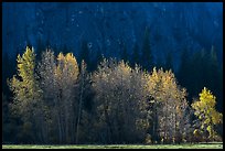 Trees with sparse autumn leaves, Sentinel Meadow. Yosemite National Park, California, USA. (color)