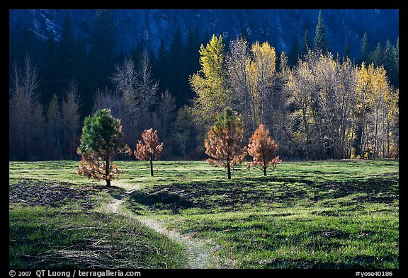 Trail in Sentinel Meadow in autumn. Yosemite National Park, California, USA.