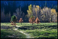 Trail in Sentinel Meadow in autumn. Yosemite National Park, California, USA.