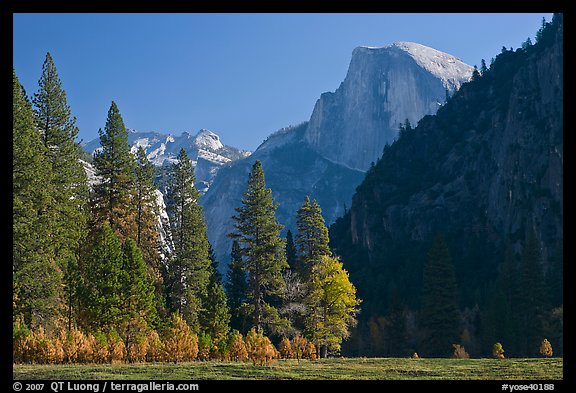 Half-Dome seen from Sentinel Meadow. Yosemite National Park (color)