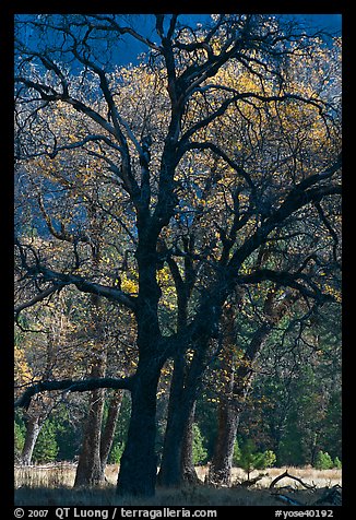 Oaks and sparse autum leaves, El Capitan Meadow. Yosemite National Park (color)
