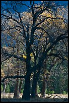 Oaks and sparse autum leaves, El Capitan Meadow. Yosemite National Park, California, USA. (color)
