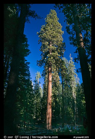 Mariposa Grove of sequoia trees. Yosemite National Park (color)