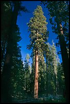 Mariposa Grove of sequoia trees. Yosemite National Park, California, USA. (color)