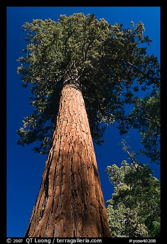 Towering sequoia tree, Mariposa Grove. Yosemite National Park, California, USA.