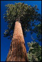 Towering sequoia tree, Mariposa Grove. Yosemite National Park, California, USA. (color)