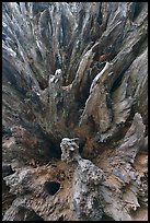 Roots of fallen sequoia tree, Mariposa Grove. Yosemite National Park, California, USA. (color)