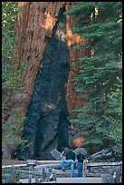 Couple at  base of  Grizzly Giant sequoia. Yosemite National Park, California, USA.