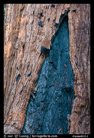 Bark detail of oldest tree in Mariposa Grove. Yosemite National Park, California, USA.